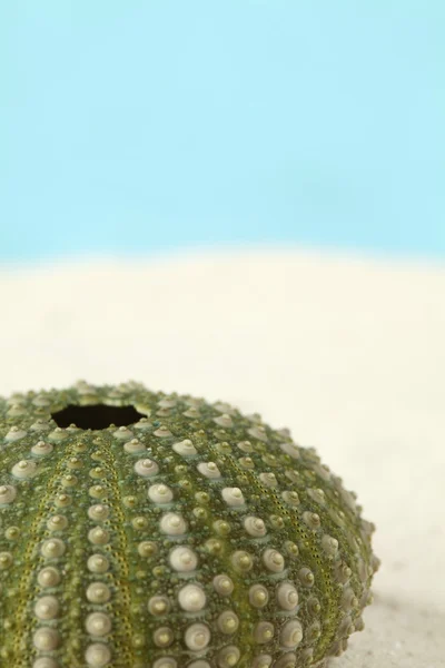Bir kum üzerinde yeşil deniz kestanesi — Stok fotoğraf