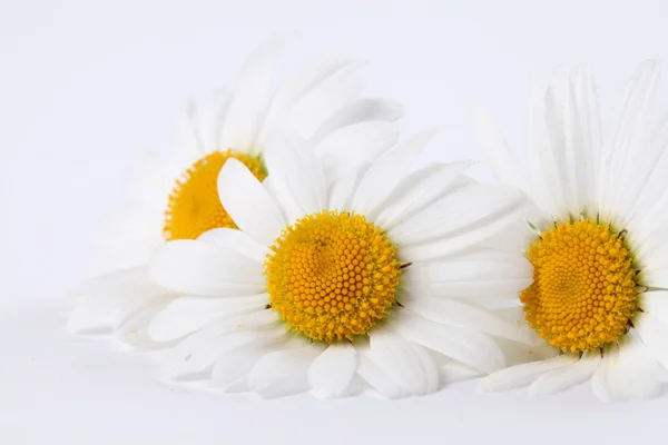 Oxeye daisies — Stock Photo, Image