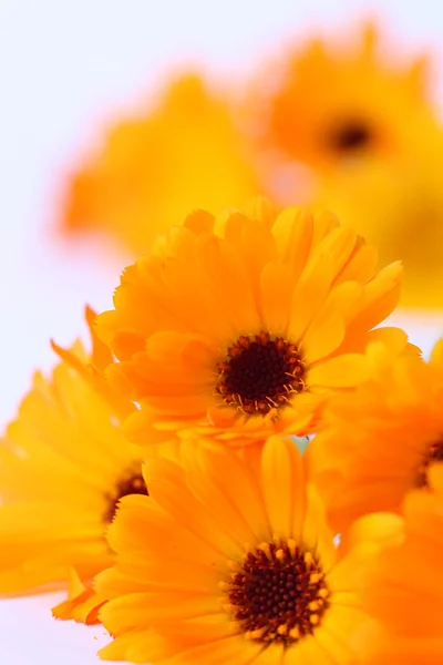 Pot marigolds — Stock Photo, Image