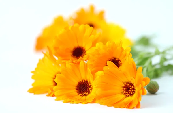 Pot marigolds — Stock Photo, Image