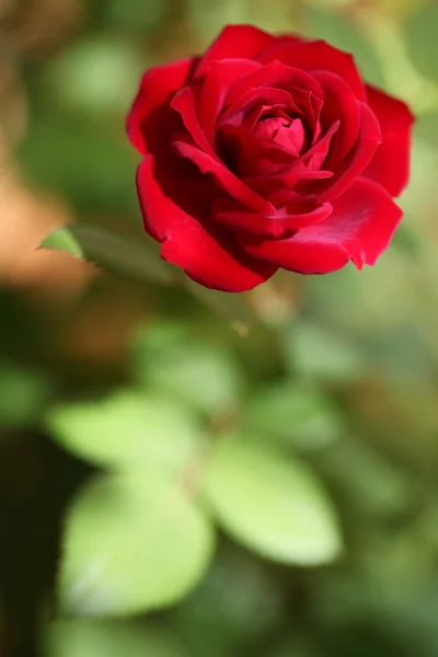 stock image Red rose