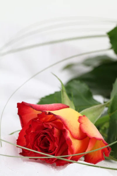 赤黄色のバラ — ストック写真