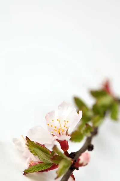 Kwaśny kwiat wiśni — Zdjęcie stockowe