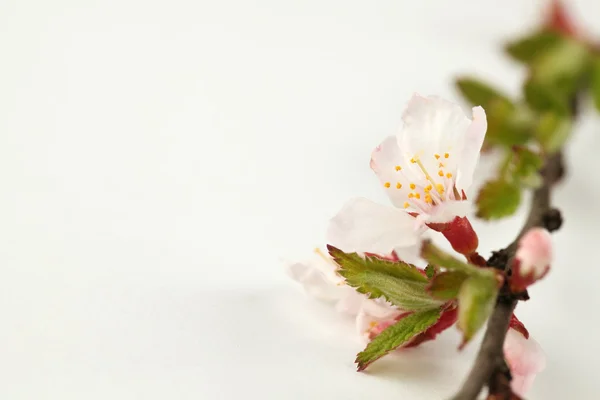 Sour cherry blossom — Stock Photo, Image