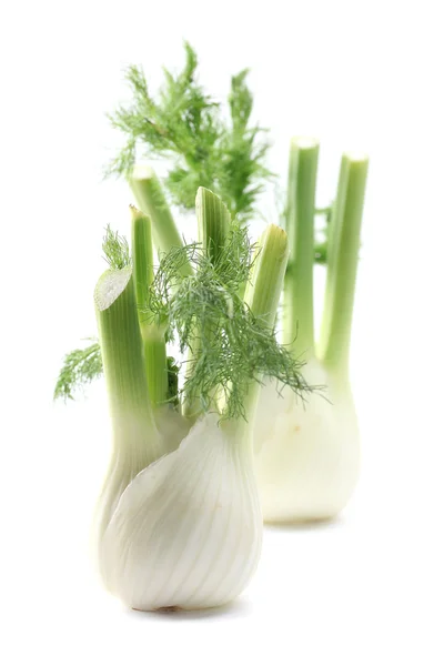 stock image Fennel