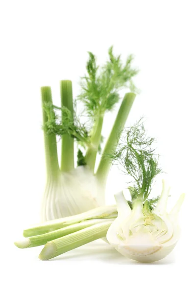 stock image Fennel