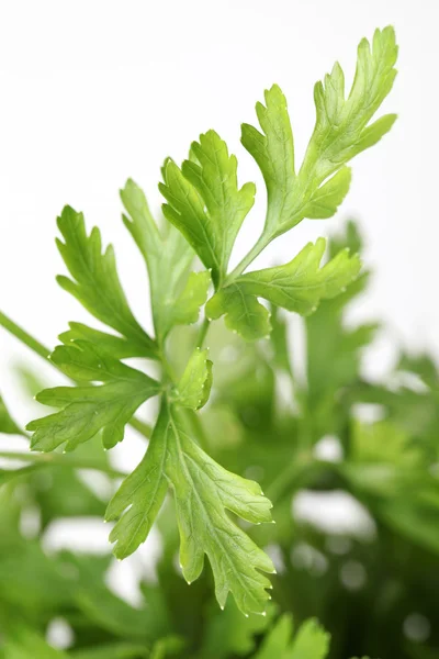 Flat parsley — Stock Photo, Image