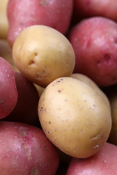 Rote und weiße Biokartoffeln — Stockfoto
