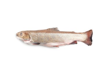 Speckled trout clipart