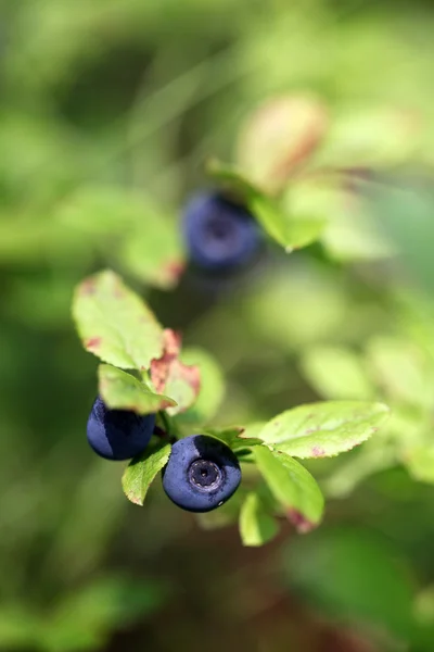Blueberries in the forest — Stock Photo, Image