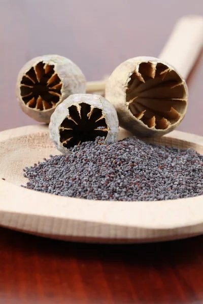 Stock image Poppy seeds and empty poppy heads