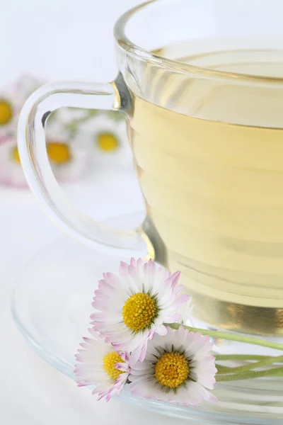 Daisy tea — Stock Photo, Image