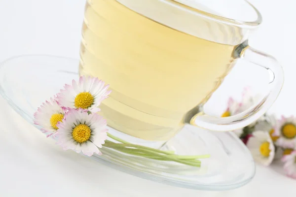 Daisy tea — Stock Fotó