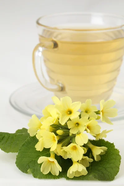 Primrose tea — Stock Photo, Image