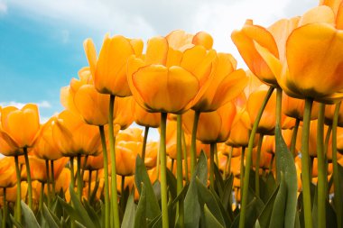 Beautiful Dutch Tulips clipart