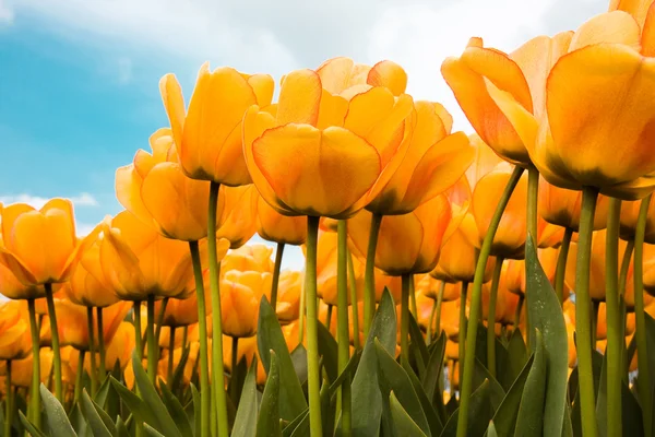 Lindas tulipas holandesas — Fotografia de Stock
