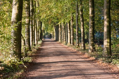 Autumn scenery of rural lane with the sunlight shining through t clipart