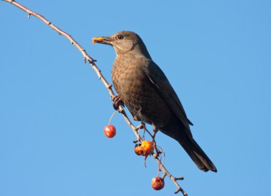 A blackbird eating fruits in an apple tree clipart