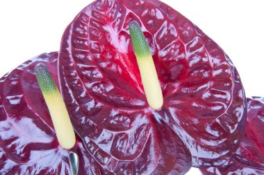 Beyaz izole mor anthurium (Flamingo çiçeği)