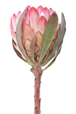 Purple protea, isolated on white clipart