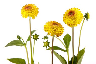 üç sarı chrysantemum üzerinde beyaz izole