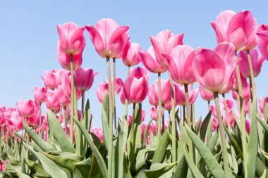 Mavi gökyüzü karşı güzel pembe laleler