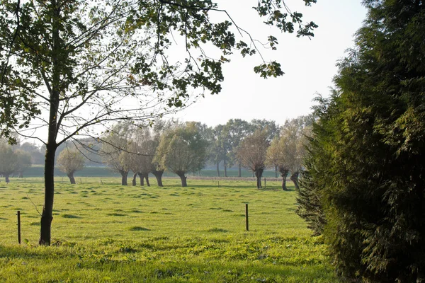 Голландский осенний пейзаж с лугами и деревьями — стоковое фото