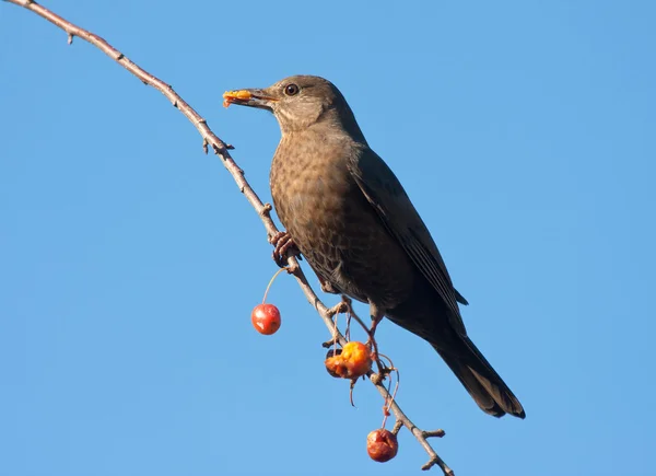 Een blackbird eten fruit in een appelboom — Stockfoto