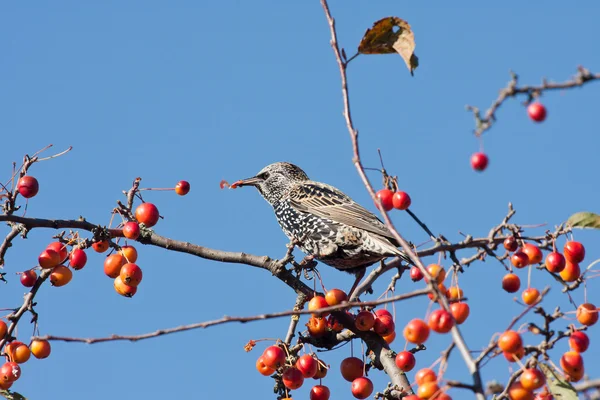 사과 나무에서 과일을 먹는 발견된 starling — 스톡 사진
