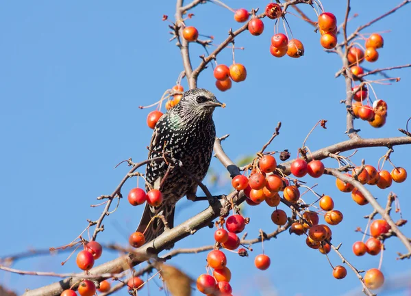 在一棵苹果树吃水果斑椋鸟 — 图库照片