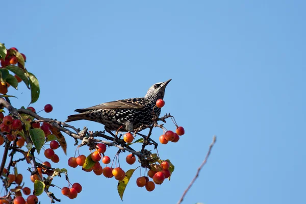 Strakaté Starlingová jíst plody jabloní — Stock fotografie