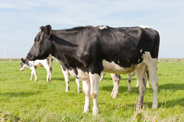 Svart och vit ko stående i en betesmark i holland — Stockfoto