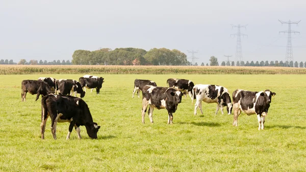Stada krów w holenderskim łąka — Zdjęcie stockowe