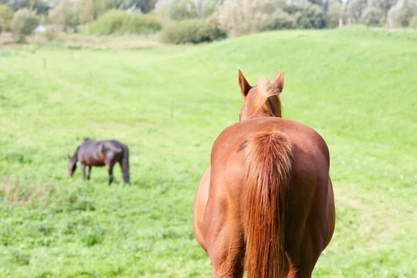 Bakifrån av en brun häst på en äng — Stockfoto