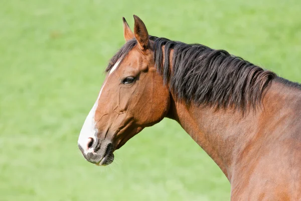 Cabeza de un caballo marrón aislado sobre el fondo verde de t —  Fotos de Stock