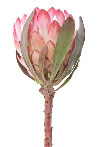 Lila Protea, isoliert auf weiß — Stockfoto