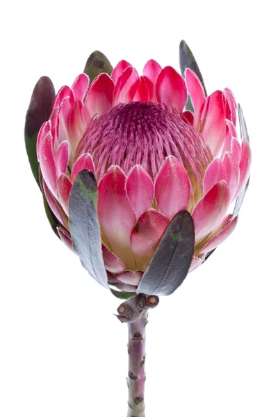 stock image Purple protea, isolated on white