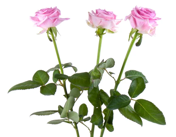 Tres rosas rosadas, aisladas en blanco — Foto de Stock
