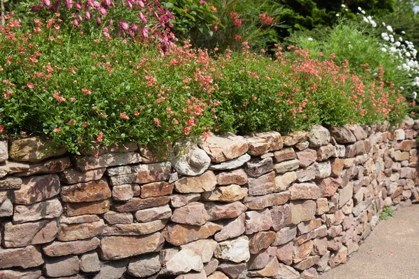 Декоративный сад со стеной и Мимулус Аурантиак — стоковое фото