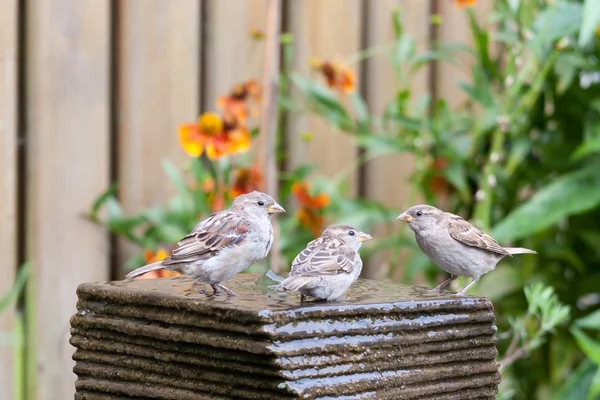 Tři malý dům vrabci na zahradní fontány — Stock fotografie