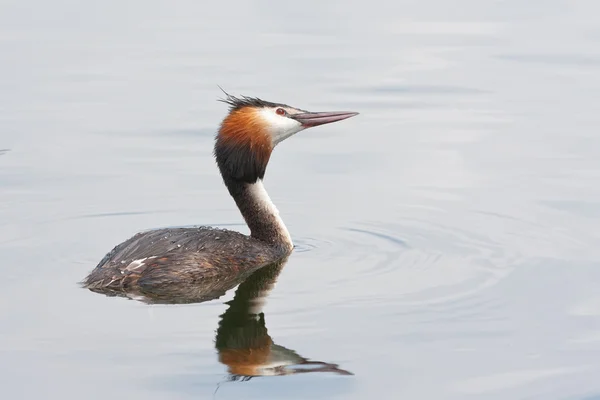 Great crested grebe — Stock Photo, Image
