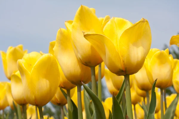 Krásné žluté tulipány proti modré obloze — Stock fotografie