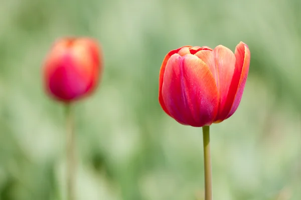 Tulipano rosso colpito con una bassa profondità di campo — Foto Stock