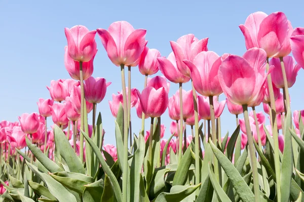 Hermosos tulipanes rosados contra un cielo azul — Foto de Stock