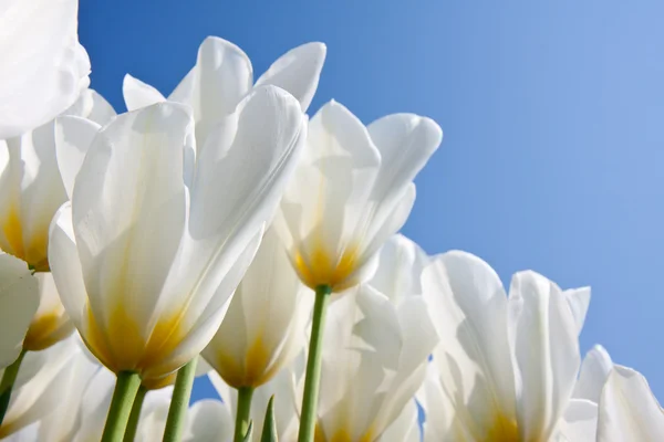 Belles tulipes blanches avec un coeur jaune — Photo