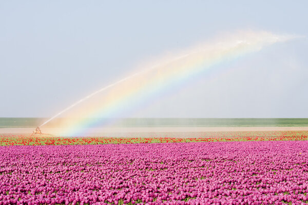 Tulip fields in the Netherlands covered by a rainbowe