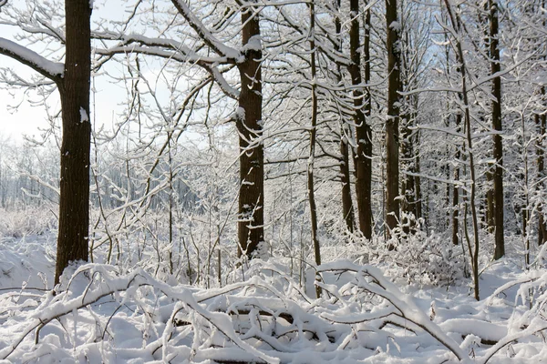Foresta in inverno con alberi ricoperti di neve — Foto Stock