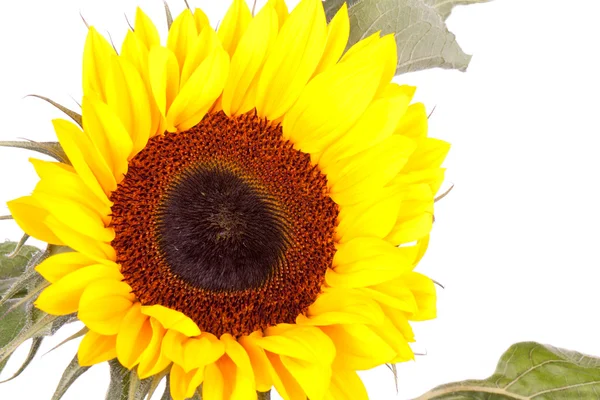 Beautiful yellow sunflower, isolated on white Stock Photo
