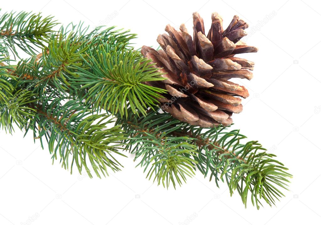 Fir branch with pine cone isolated on white