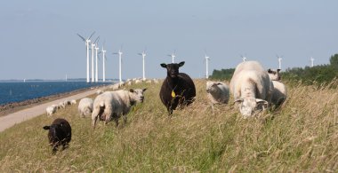 windmil uzun bir sıra ile dike arkalarında, otlayan koyunlar